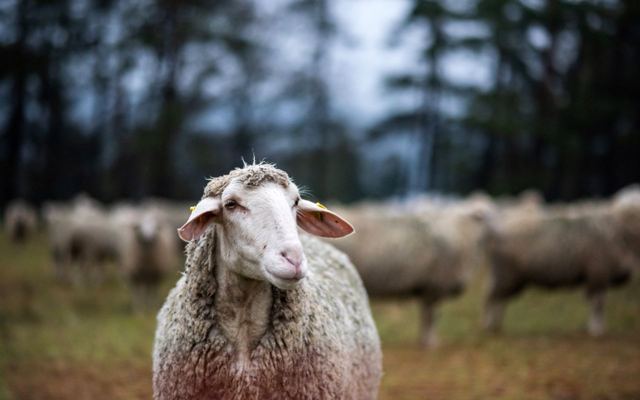 ウールを選ぶ理由！ウールが本当に睡眠とって良いかを考えてみた